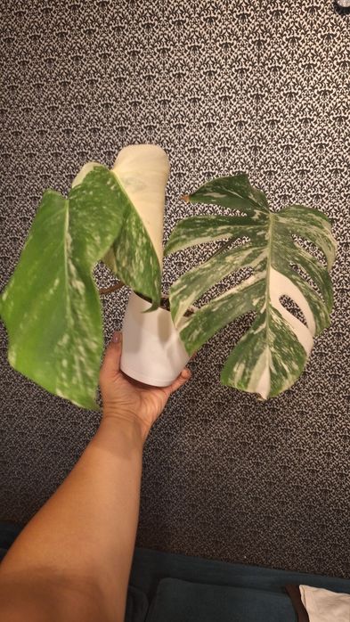 Monstera Deliciosa Variegated