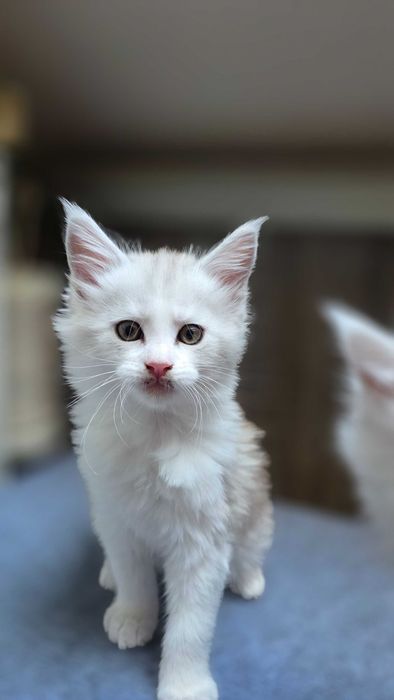 Piękne sreberko  z rodowodem FPL