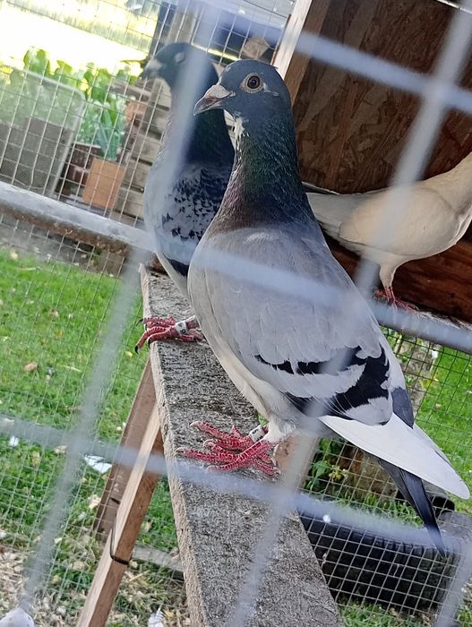 Gołębie na sprzedaż