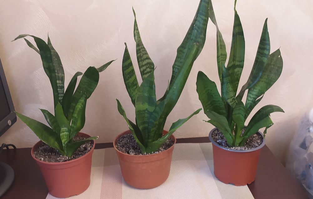 Фикус  Бенджамина