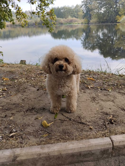 Вязка Той пудель симпатяшка)