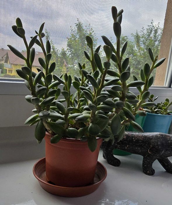 domowy grubosz crassula