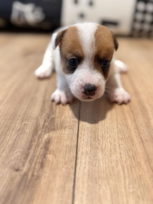 Piesek Jack Russel Terrier