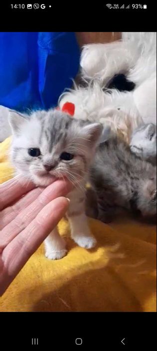 Класні британські кошенятка з доставкою