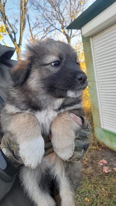 Віддаємо цуциків хлопчик і дівчинка