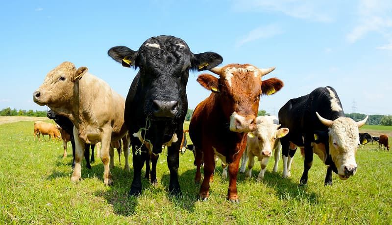 Skup Bydła Rzeźnego Krowy Jałówki Byki