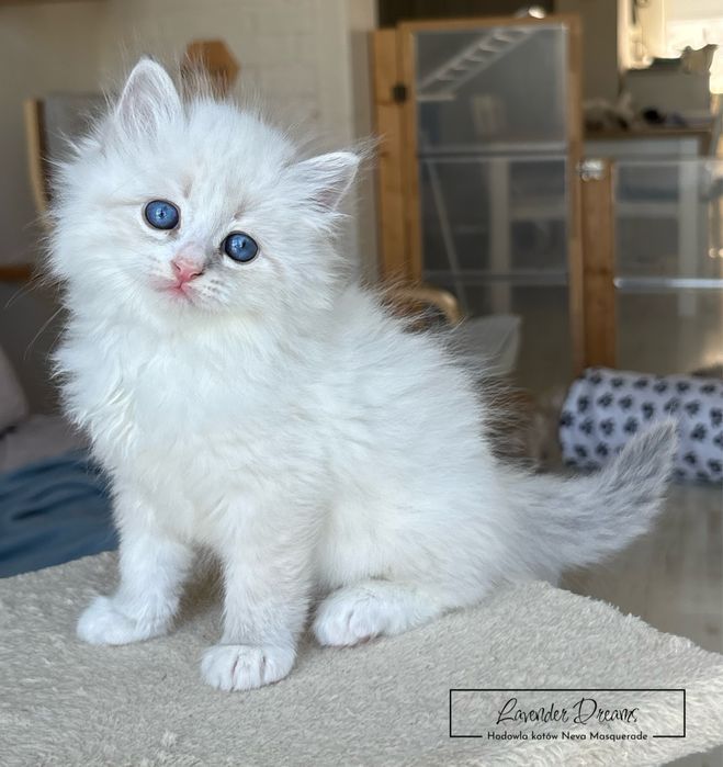 Freya - kotka  Neva Masquerade - REZERWACJA