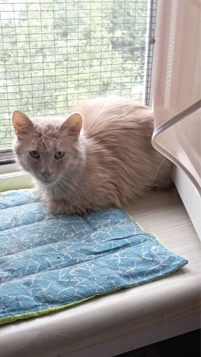 Котик Персик в лобляу родину