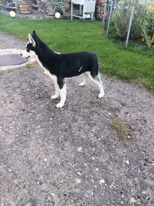 •Syberian Husky Piesek •