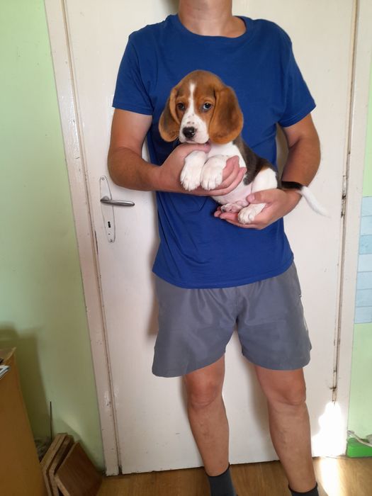 Beagle bigle szczeniak