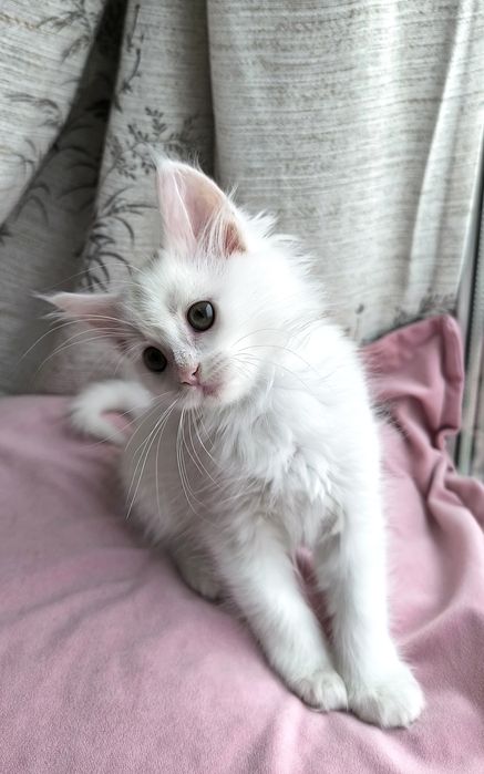 Namelaka -  дівчинка кошеня мейн-кун