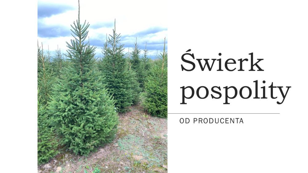 Świerk pospolity, zwykły 1.8-3 m CENA NA GOTOWO