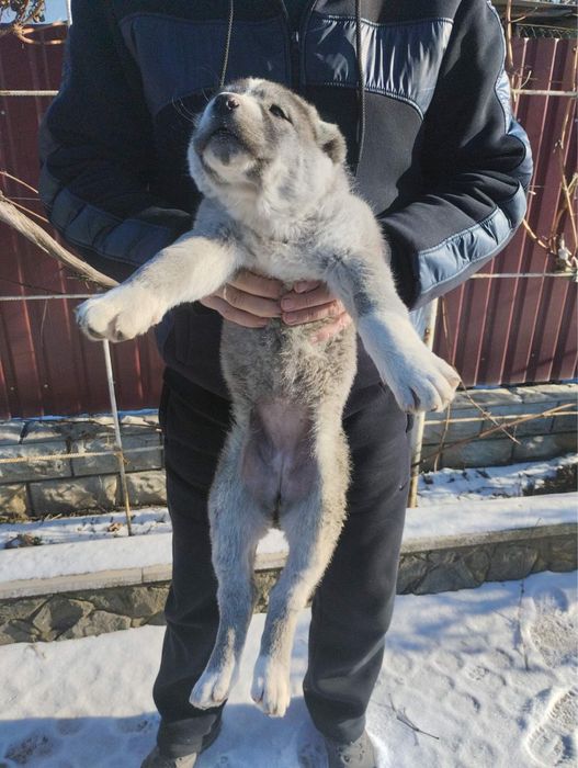 Продам цуценят Алабая