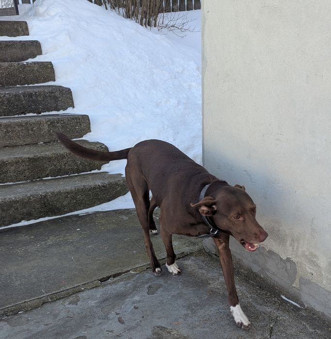 Собака в добрі руки