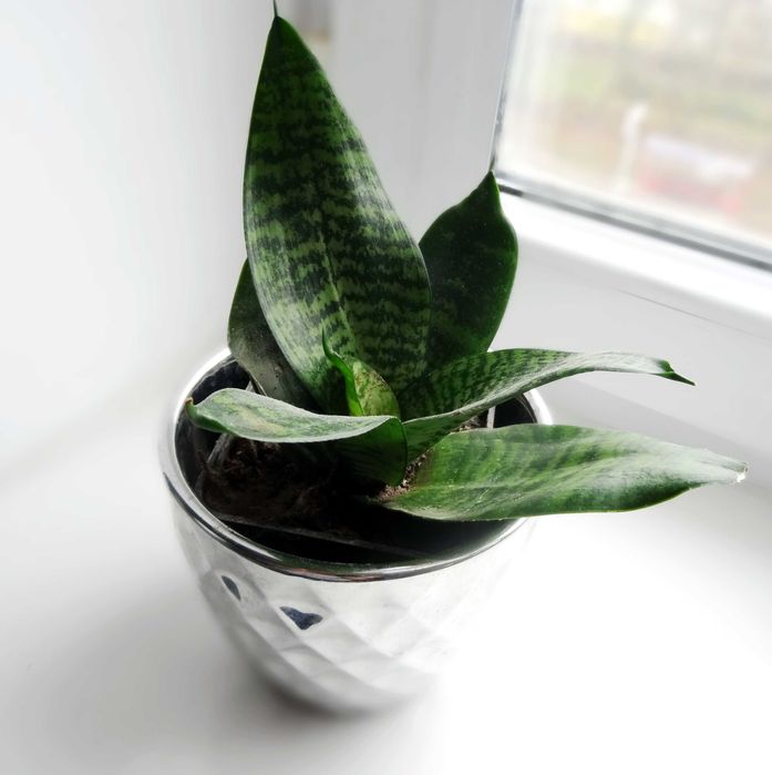 Sansewiera Trifaciata 'HAHNII' doniczka P9