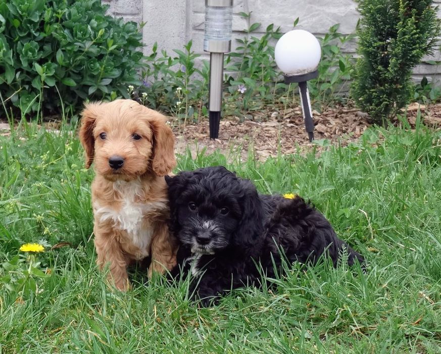 Cockapoo  dziewczyny