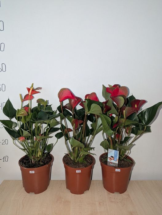 Антуріум, антуріум Лілі Lilli