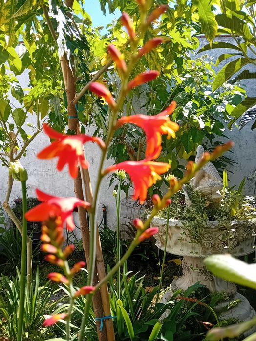 Crocosmia / Montbretia flor cor de laranja