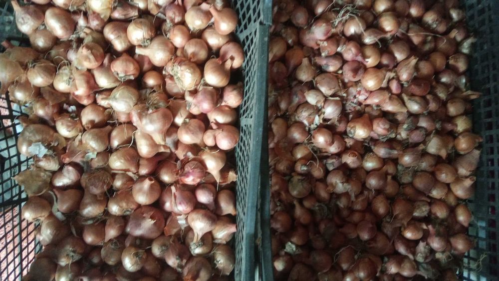 Цибуля корчівка( шалот)