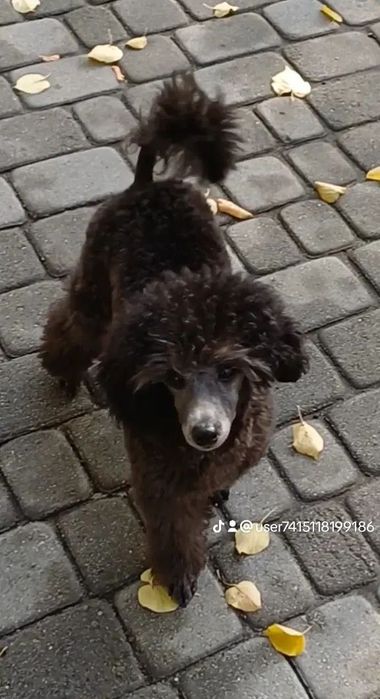 Пудель карликовый