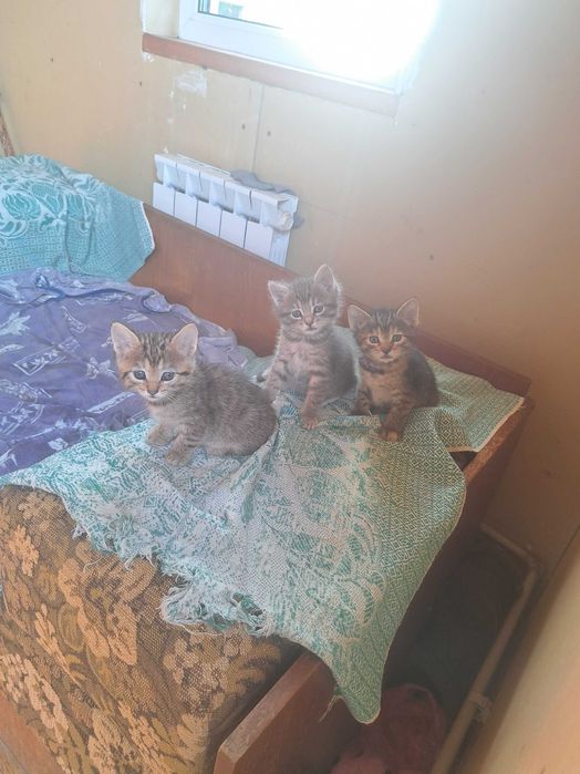 Шукаю родину для кошенят