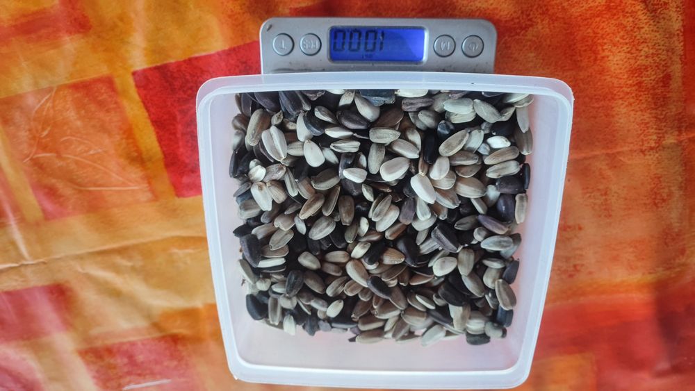 Sementes de Girassol do Produtor — Para Semear ou Alimentar Pássaros