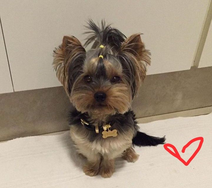 Поспішайте! Породні йорки !