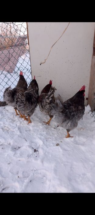 Продам домашних петухов!