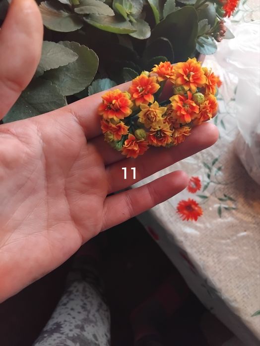 Вазони каланхоє колекція