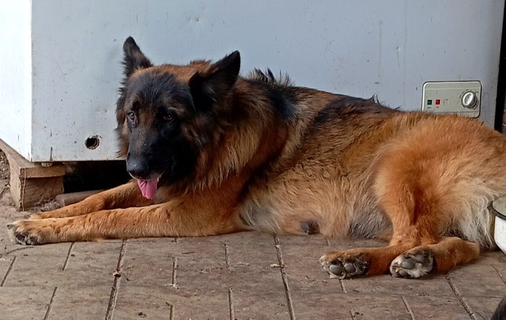 Роскошные длинники.