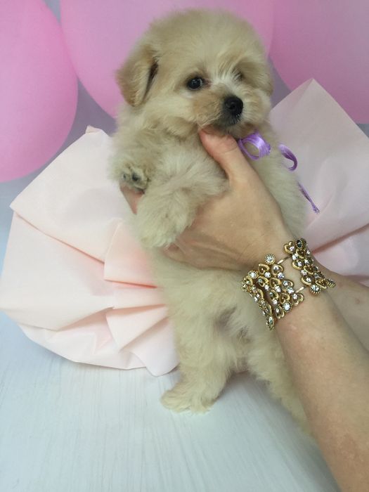 Ідеальна Помапу для вашого дому