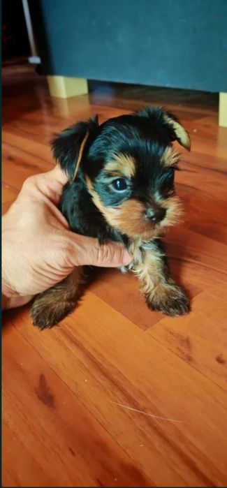 Yorkshire Macho, pronto para nova familia