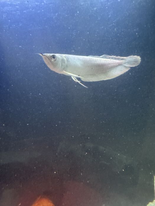 Peixe arowana prata