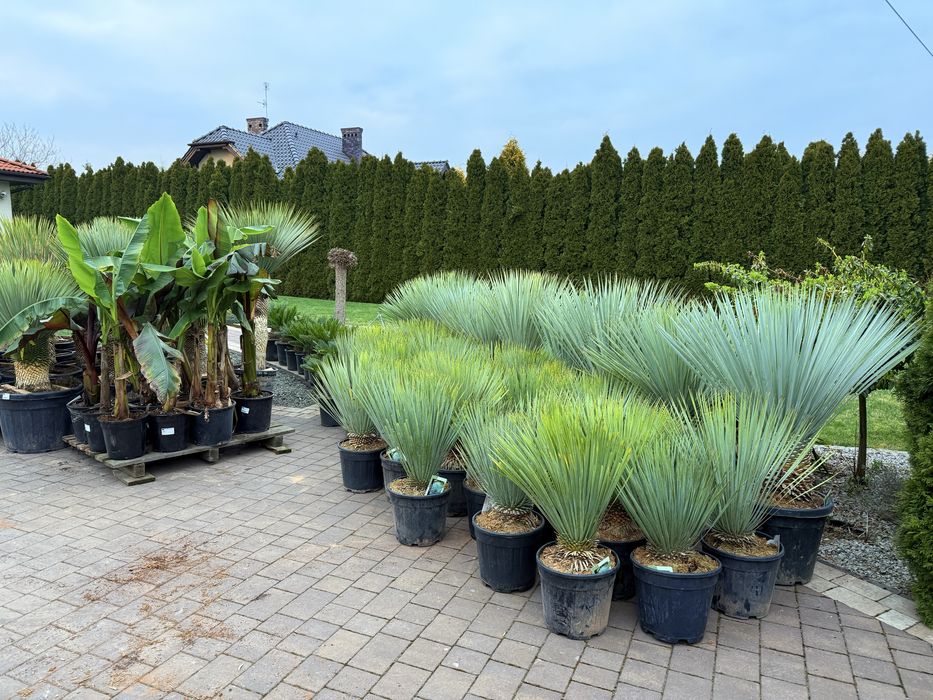 Yucca Rostrata - Juka mrozoodporna