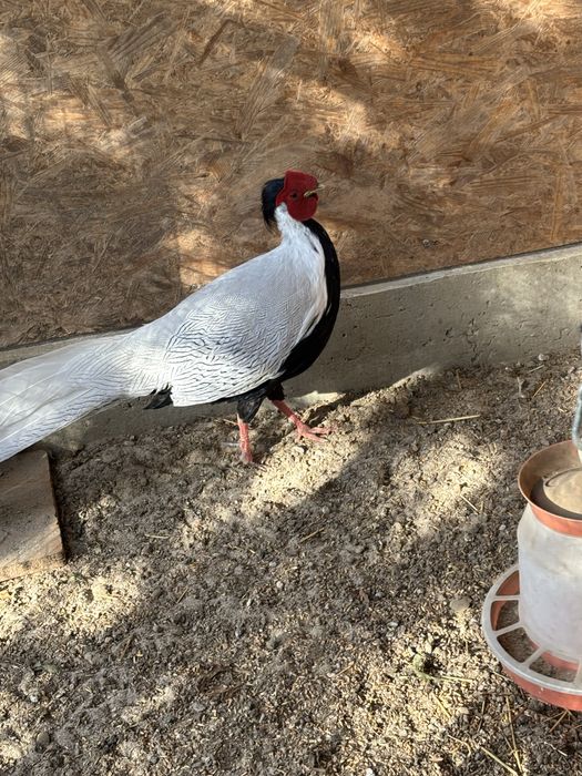 Фазани  молодняк