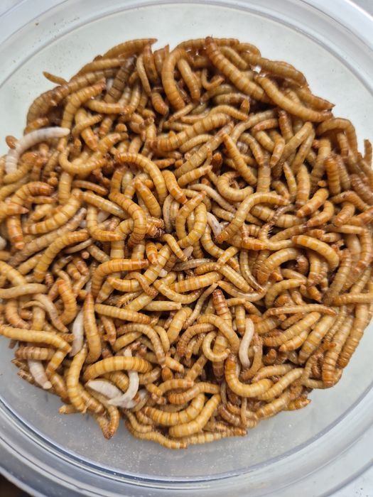 Mącznik Młynarek - pokarm dla zwierząt 100ml