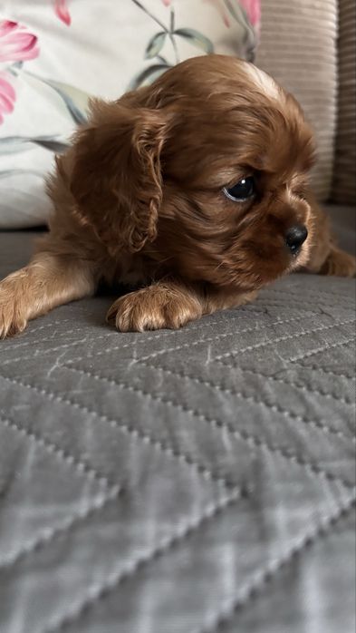 Cavalier king spaniel