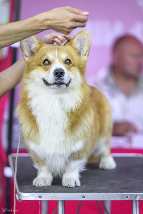 Кобель Вельш коргі пемброк, вʼязка
