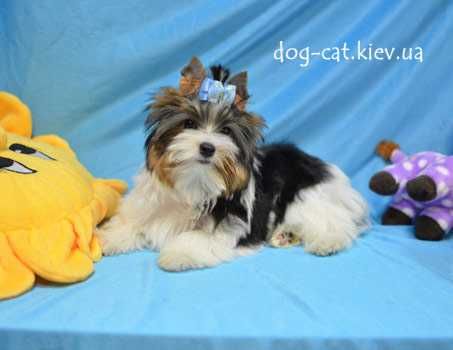 Роскошная стандартная Бивер йорки девочка VIP- класса. Есть мини. Киев