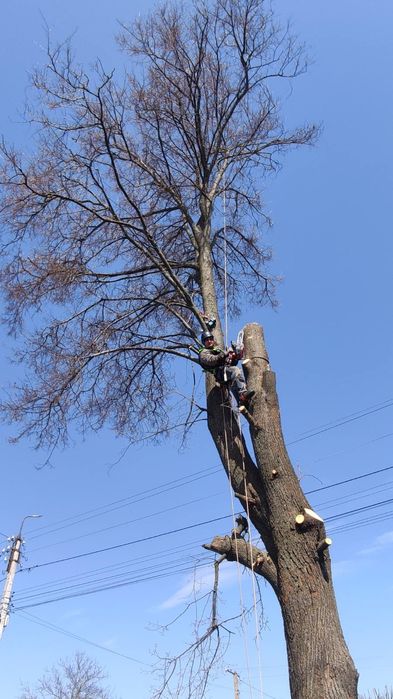 Видалення аварійних дерев. Спилювання аварійних дерев.