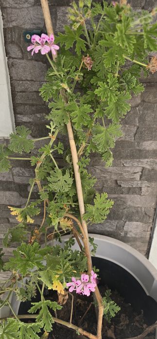 Vendo citronelas de vários tamanhos.