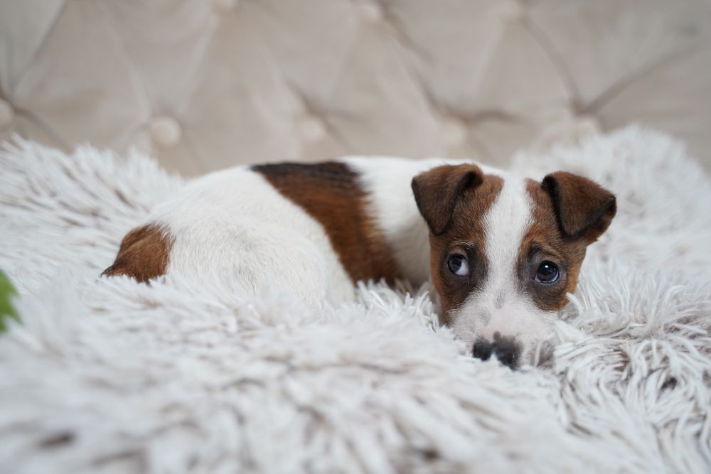 Jack Russell terrier suczka