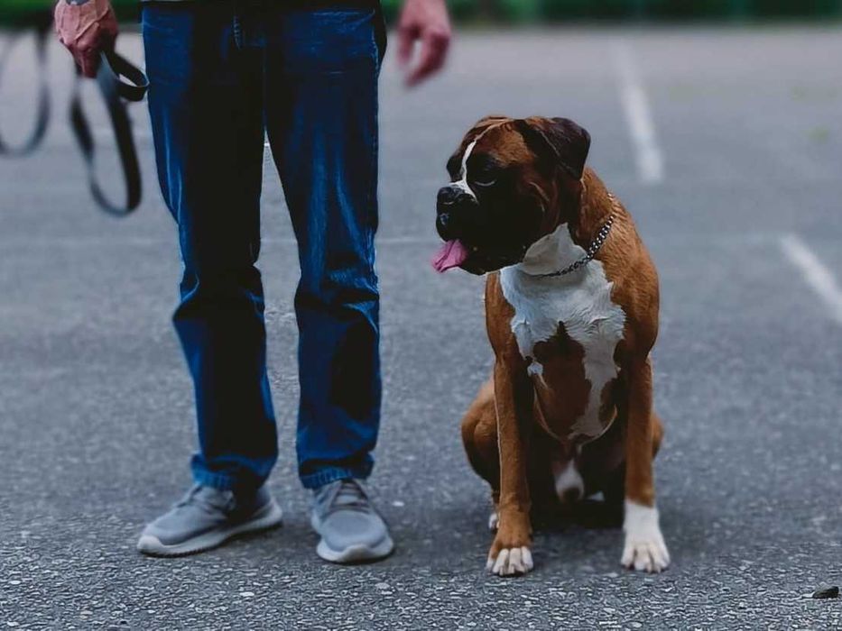 Bokser, suczka, żółta,  ZKwP /FCI