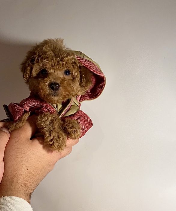 Маленькие красивые мишки мини мальтипу / той пудель