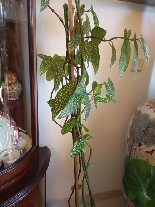 Vendo planta, Chuva de Prata