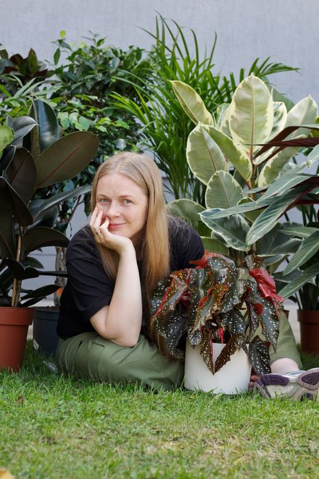 Догляд за кімнатними рослинами, консультація, лікування, пересадка