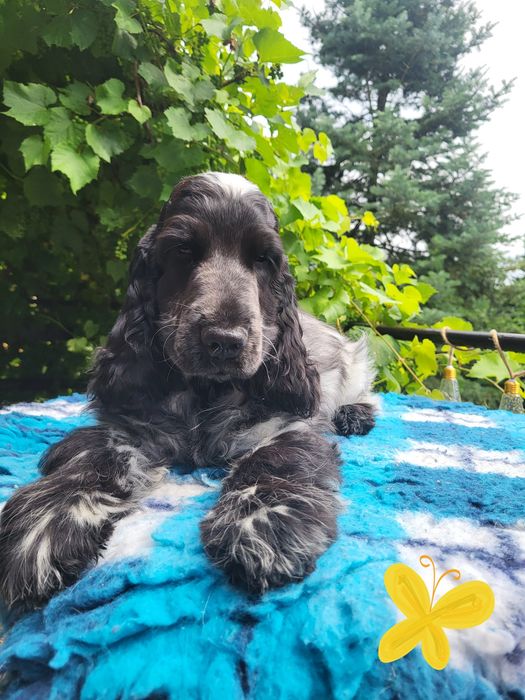 Szczenię cocker spaniel ang.