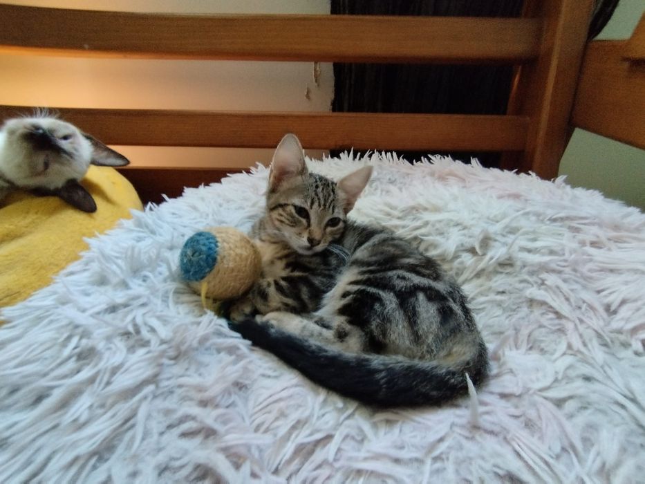 Gatinhos para adoção responsável