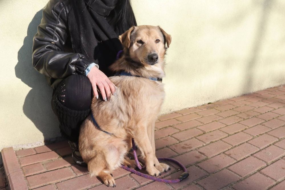 Boluś cudny piesek 3 letni