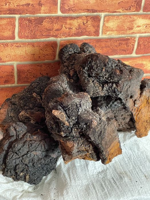 Березовий гриб чага